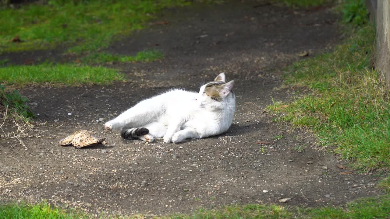 猫在草地上玩耍的景象视频下载