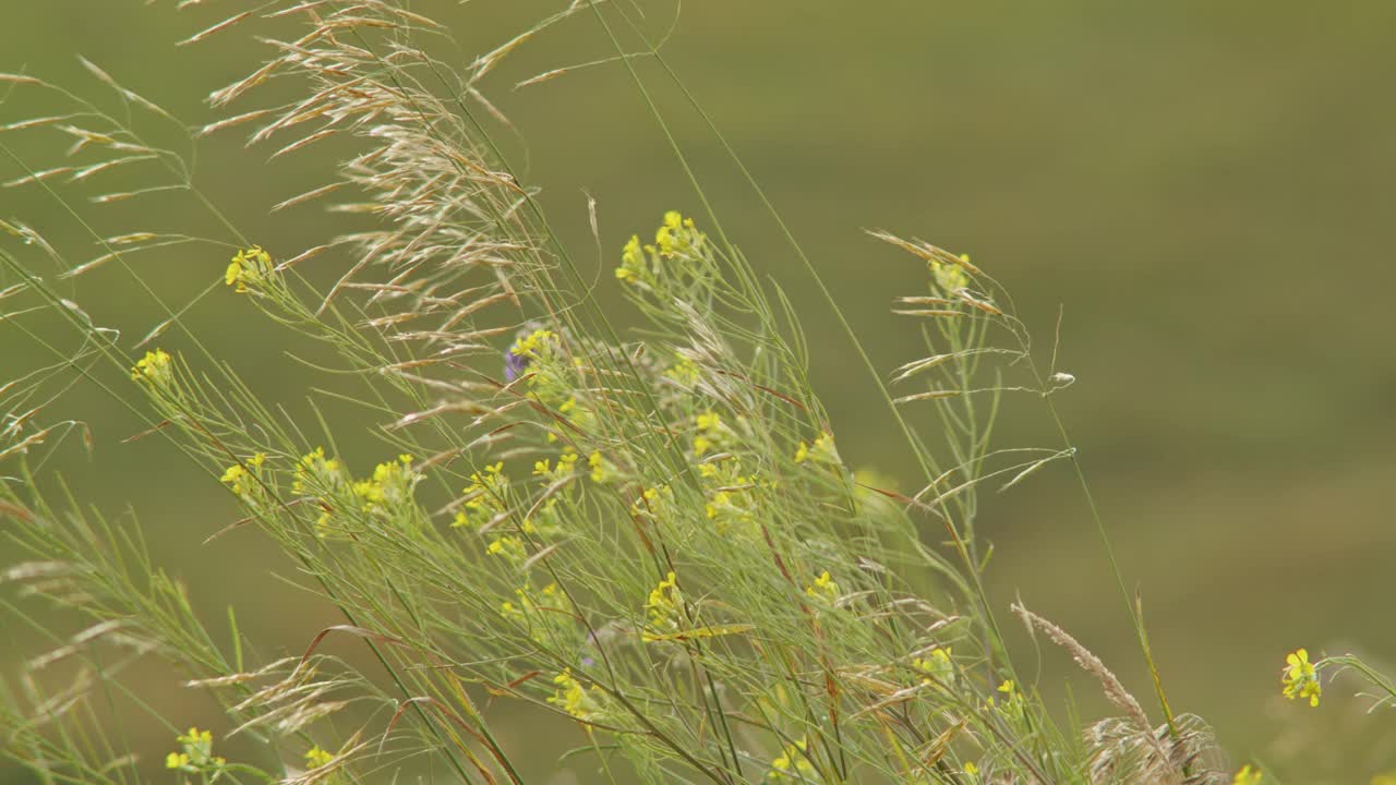 田野里的野草和黄花。夏季植物和自然景观的概念。特写自然摄影环境和植物的主题视频素材