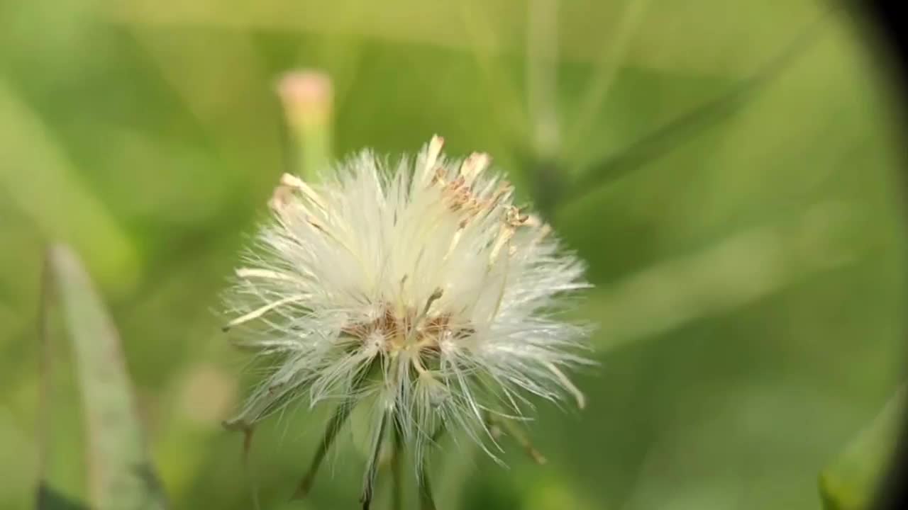 蒲公英草-野生植物视频素材