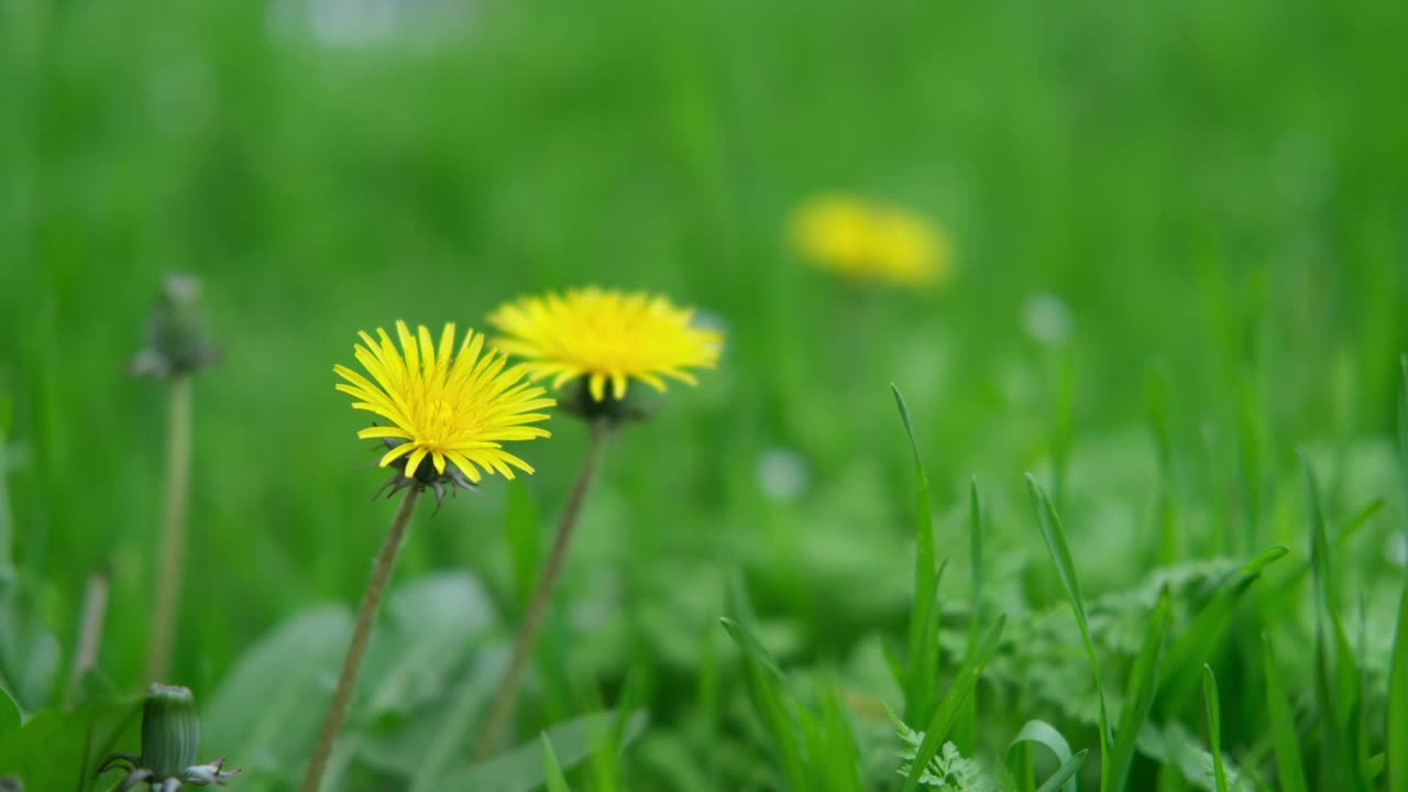 绿色的春草靠近了视频素材