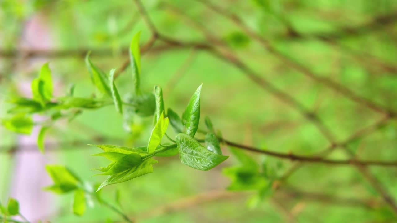 树枝上有绿叶和水珠视频下载