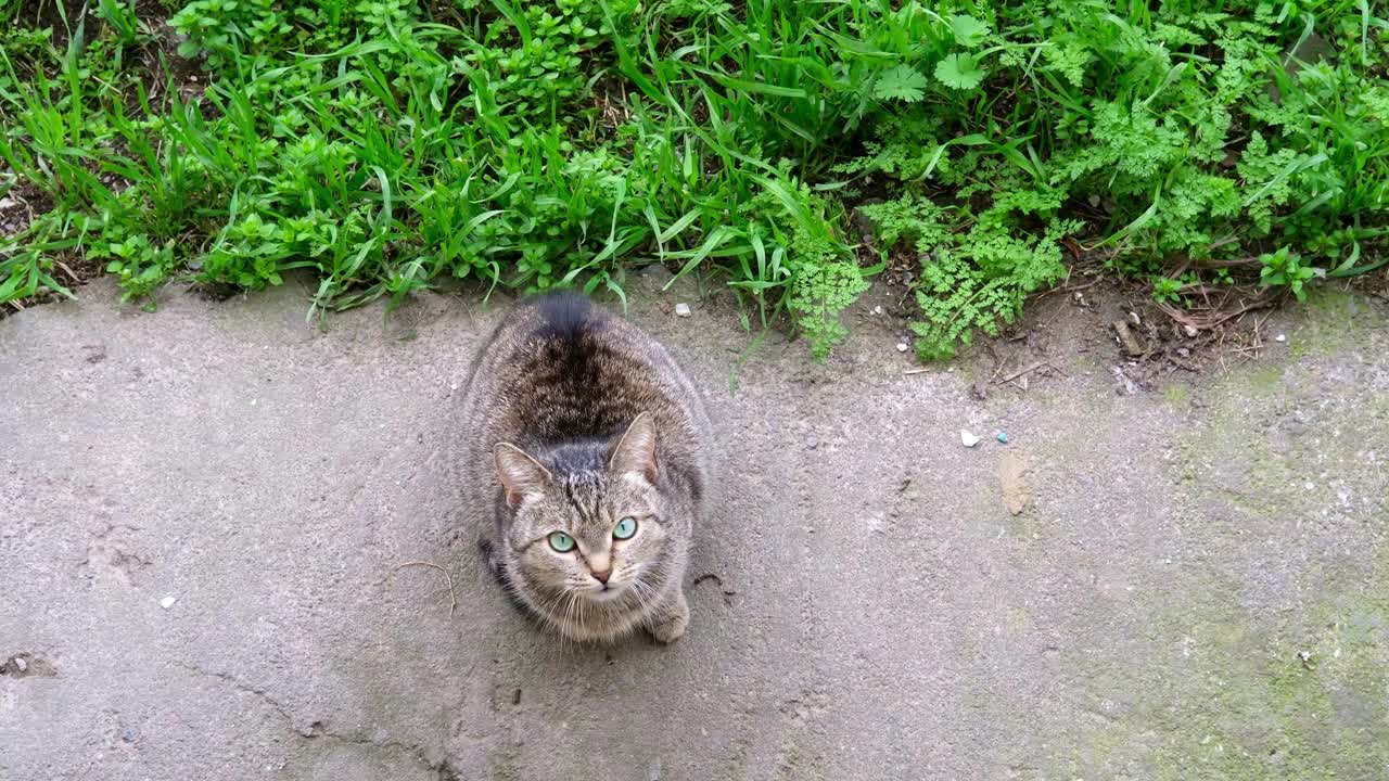 绿色草坪上的棕色小猫视频下载