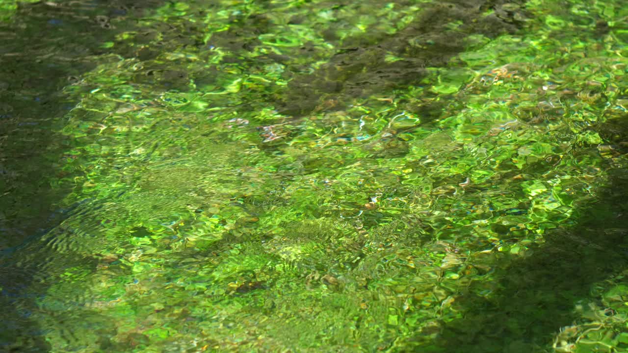 生动的水生植物从河的深处冒出来，被水面上的阳光舞蹈照亮视频素材