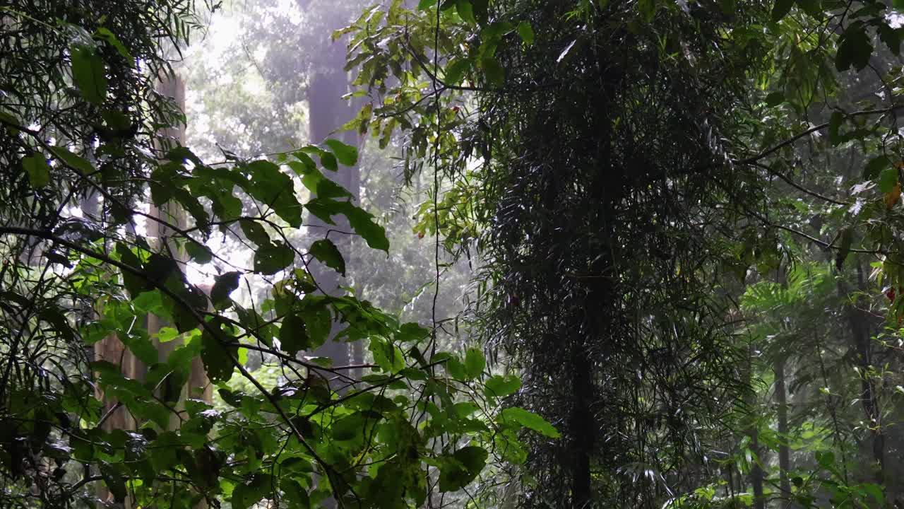 雨林氛围视频素材