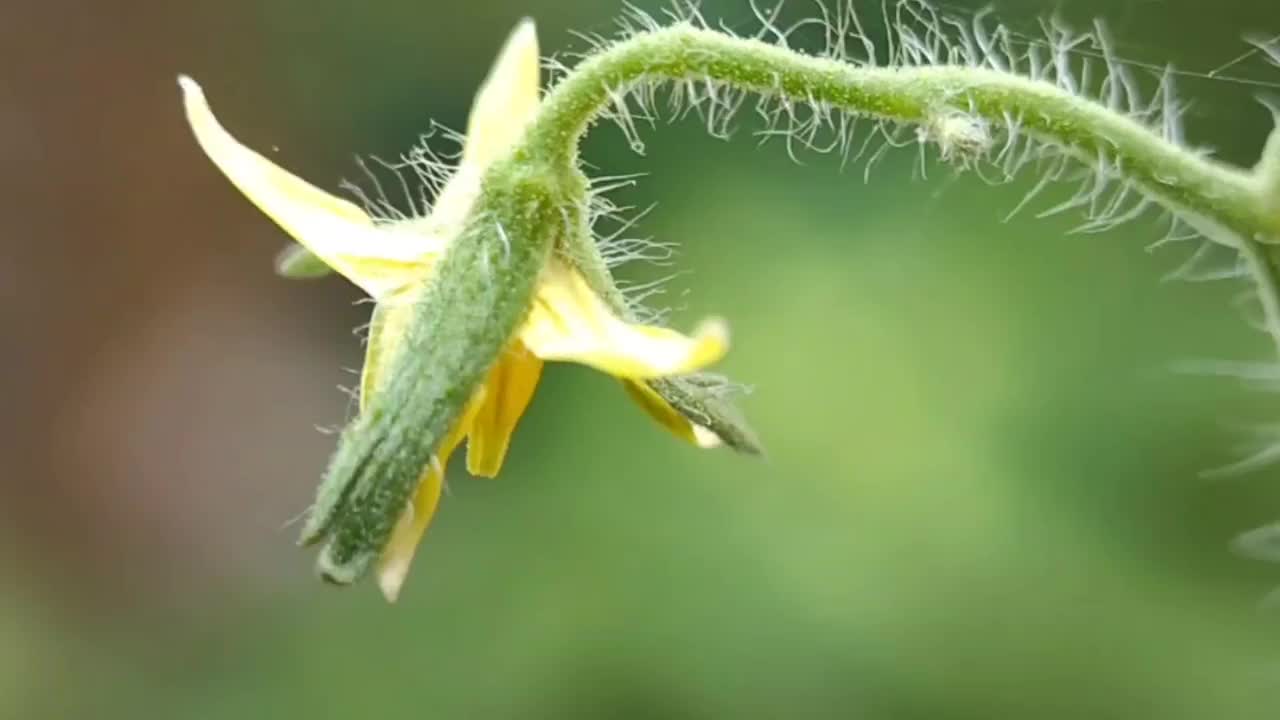 植物-番茄花视频素材