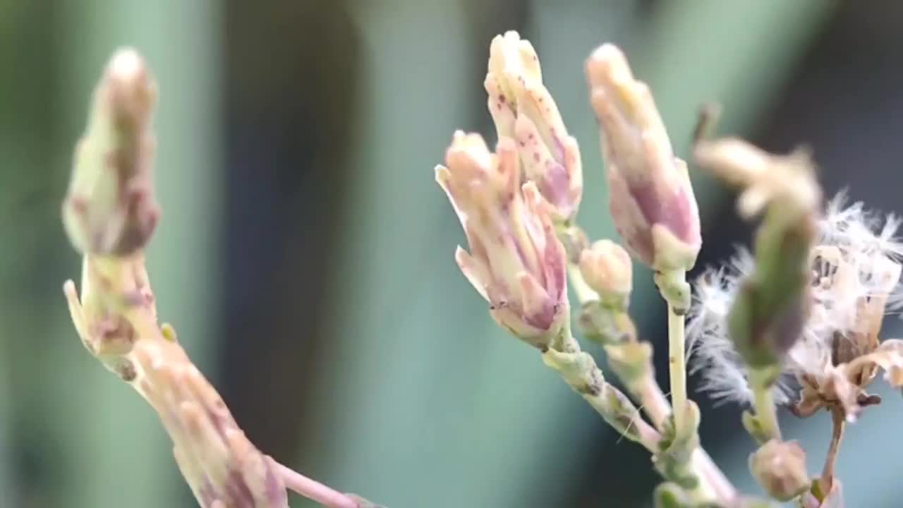 莴苣花在花园里盛开视频素材