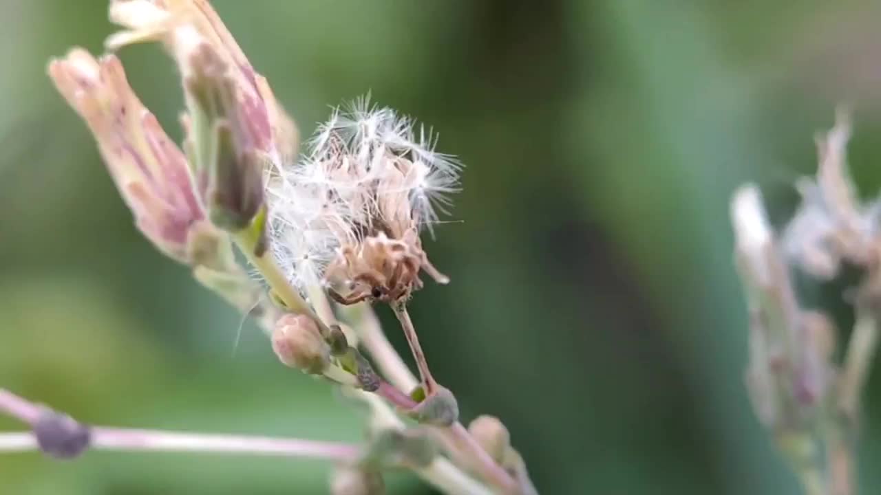 莴苣花在花园里盛开视频素材