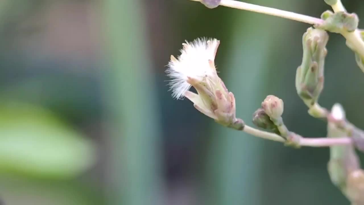 莴苣花在花园里盛开视频素材