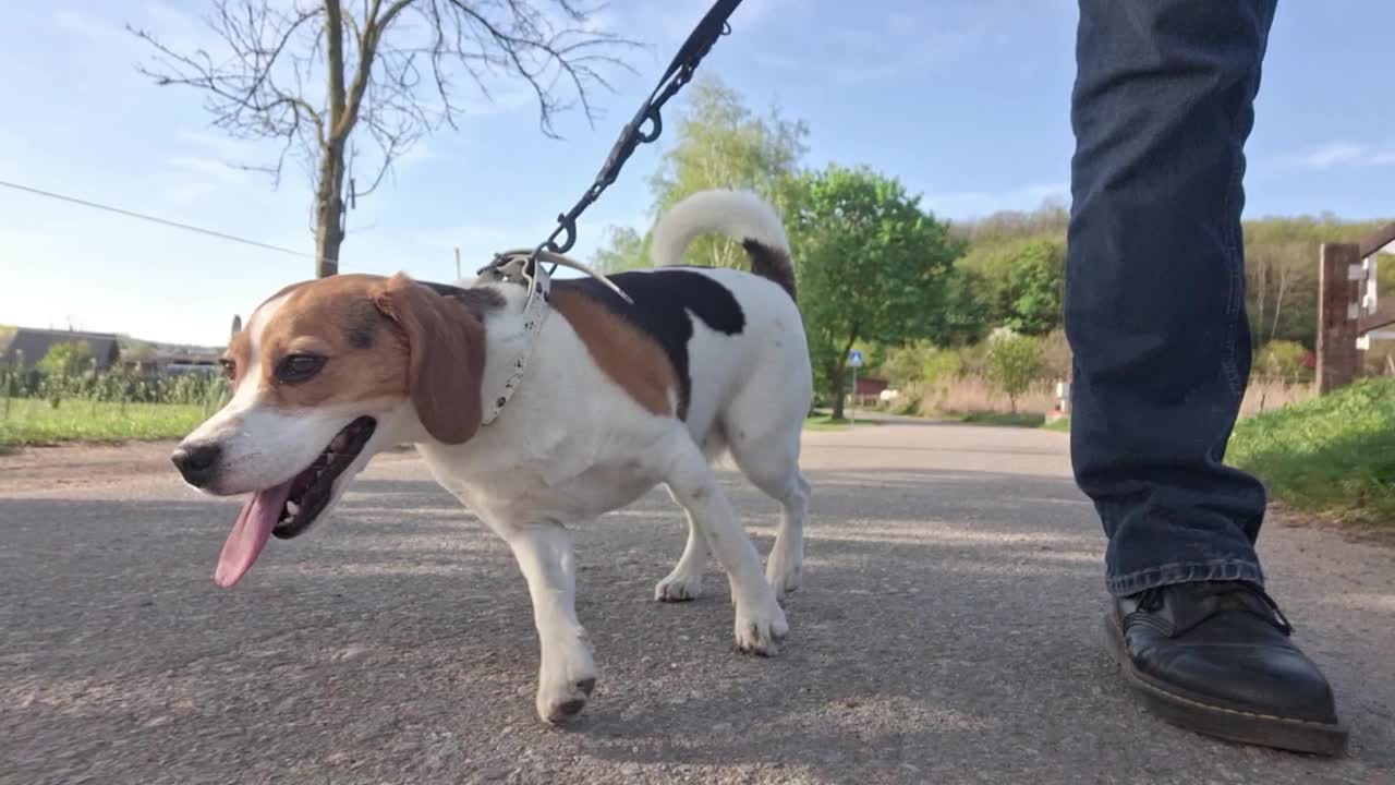 拴着皮带的小猎犬。猎狗在乡间散步。一只狗走过一个乡村农场。训练小猎犬服从的概念。视频素材