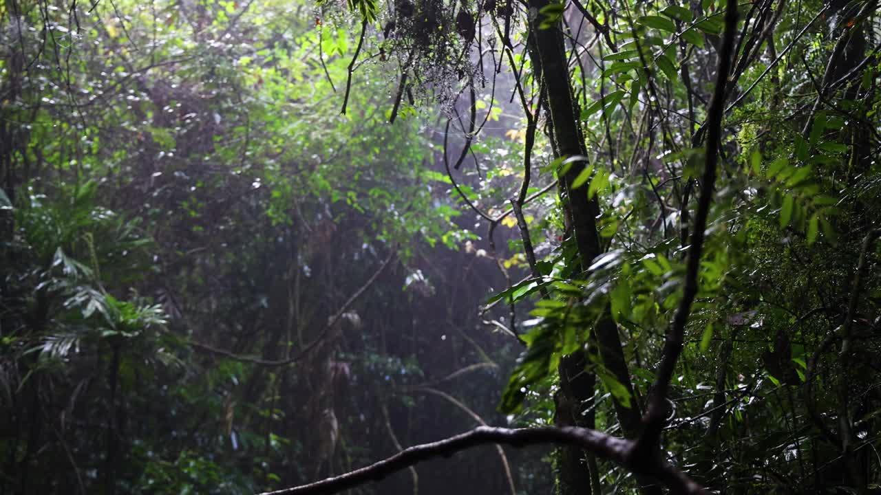 雾林景宁静视频素材