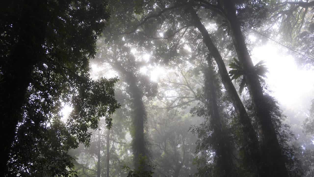 雾蒙蒙的森林阳光延时视频素材