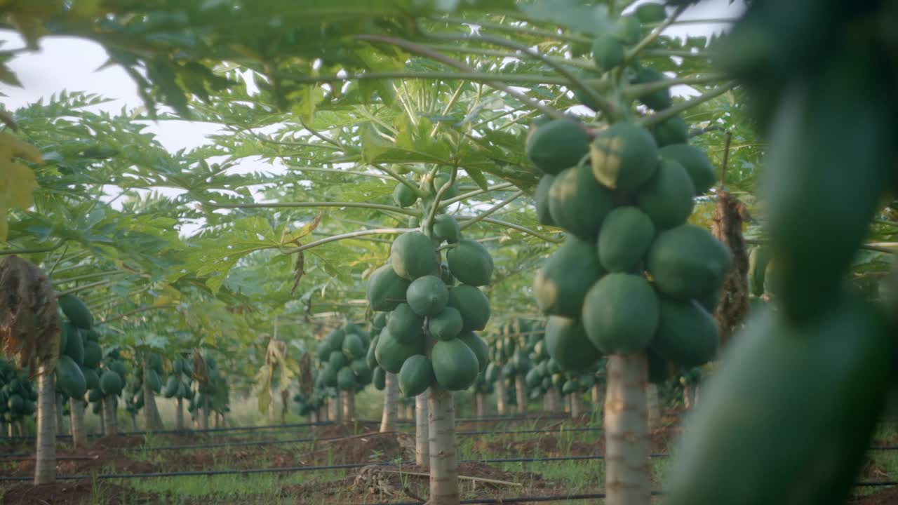 热带种植园种植绿色番木瓜树的农场。机架对焦镜头视频素材