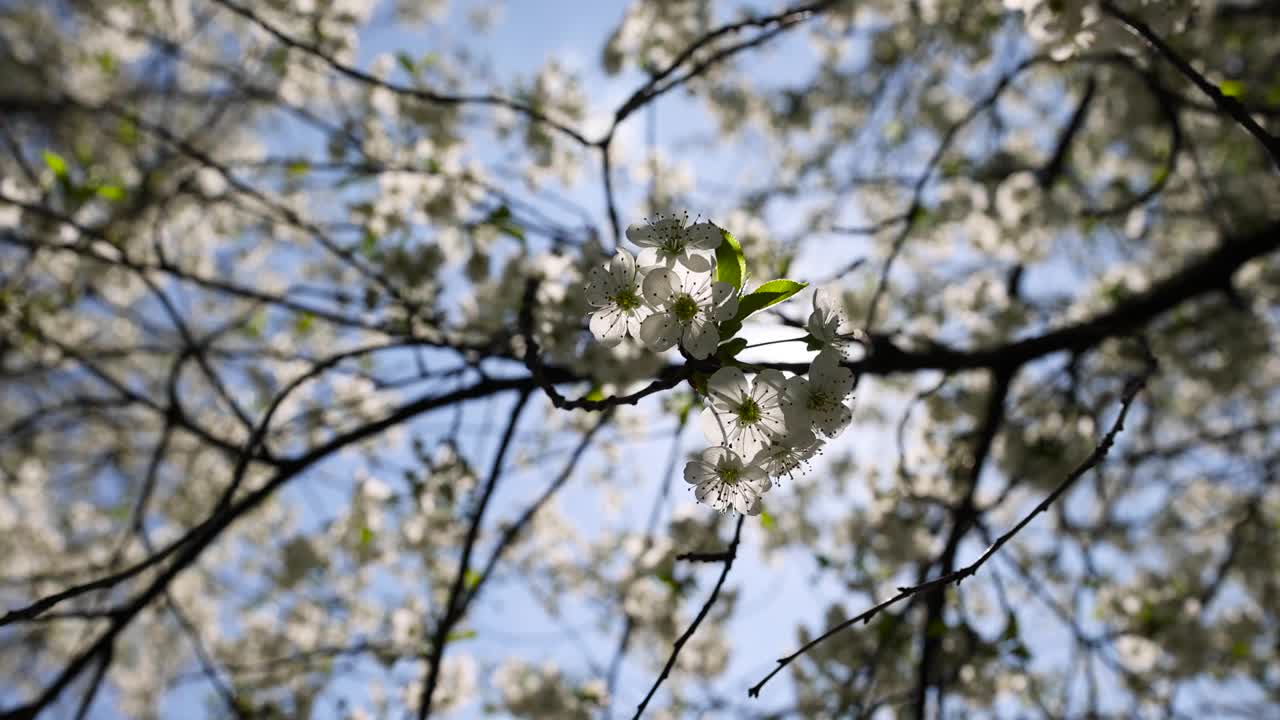 春天的花园，阳光明媚，樱花盛开视频素材