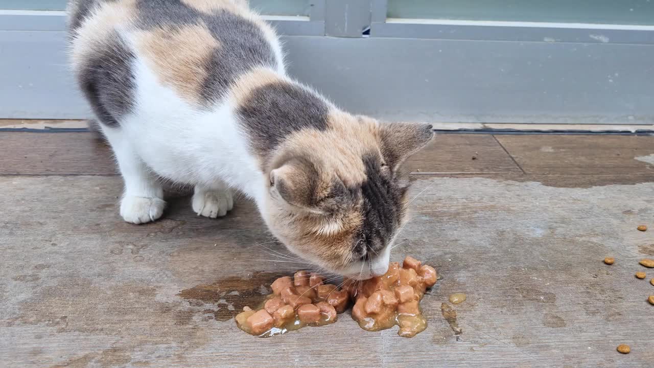 猫用湿食视频素材