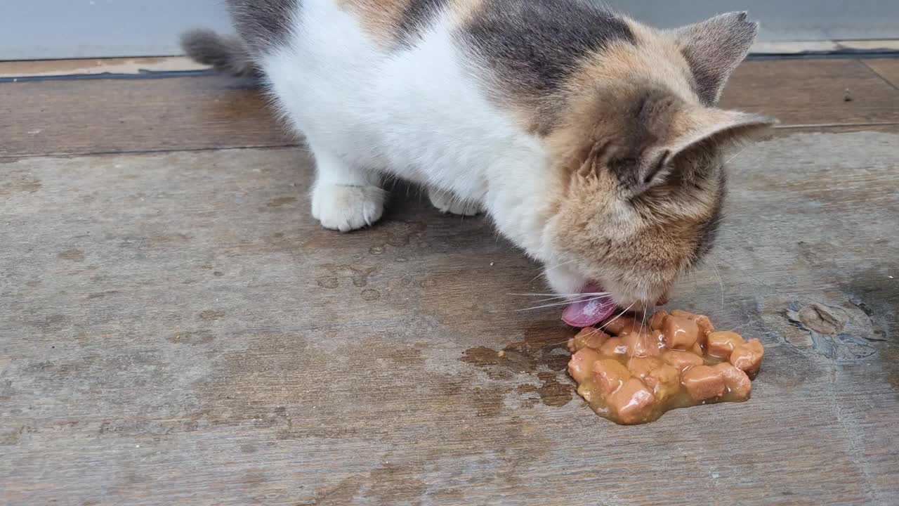 猫用湿食视频素材