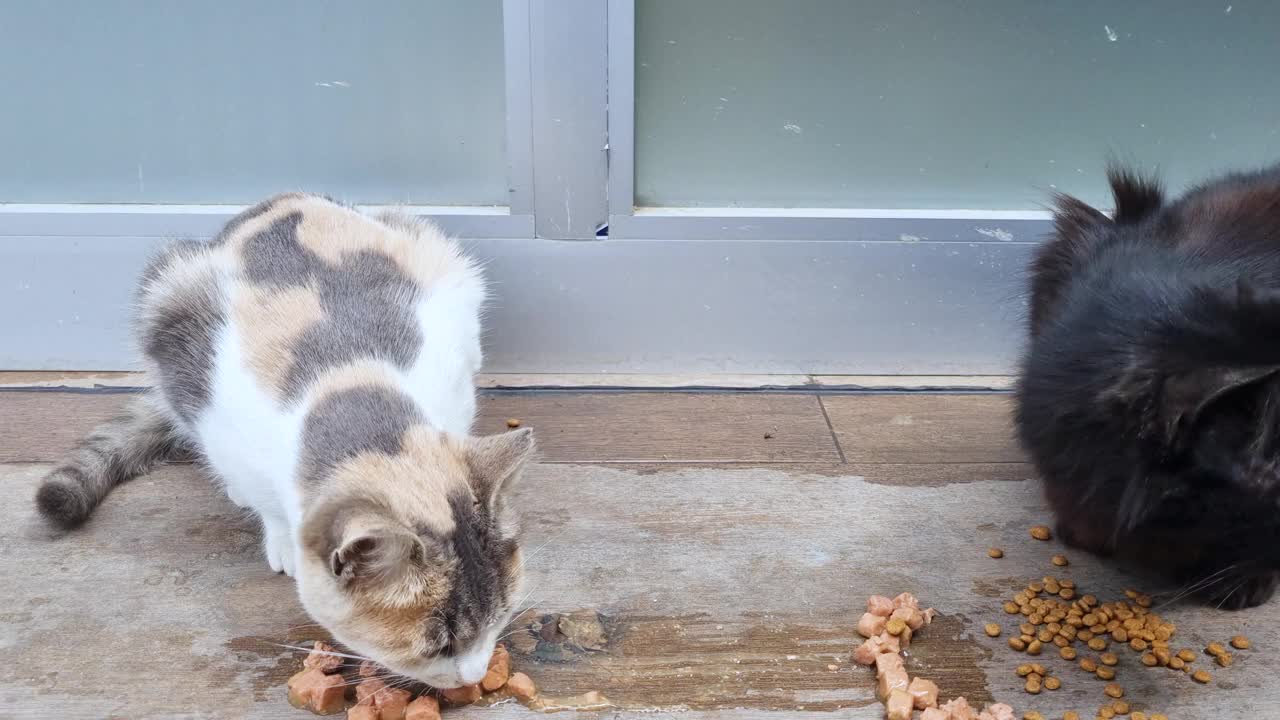 两只饥饿的流浪猫在吃猫食视频素材