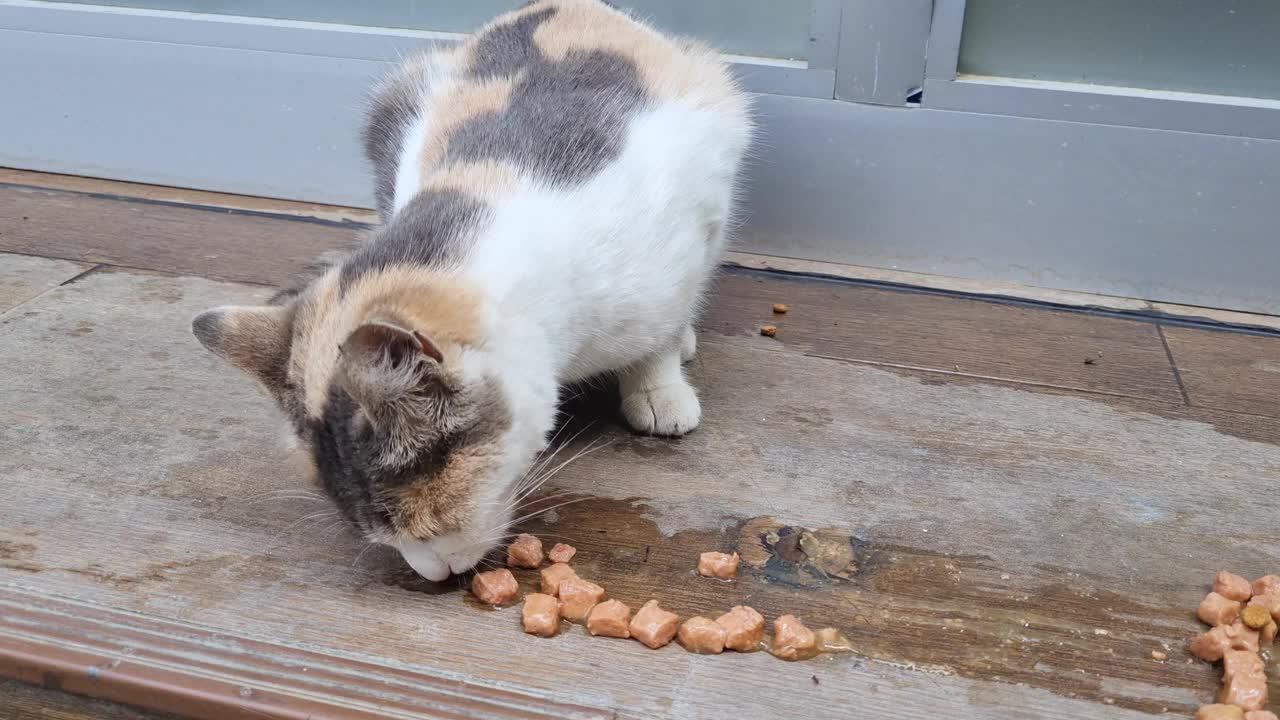 猫吃猫食视频素材