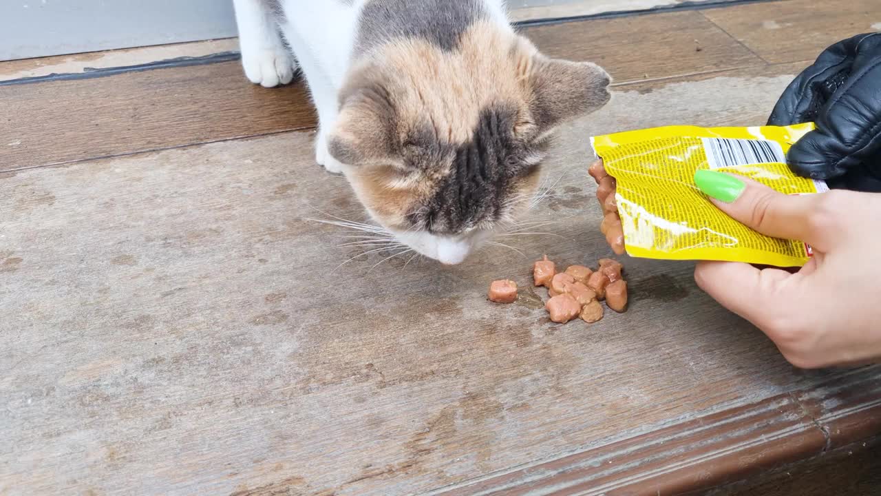 猫吃猫食视频素材