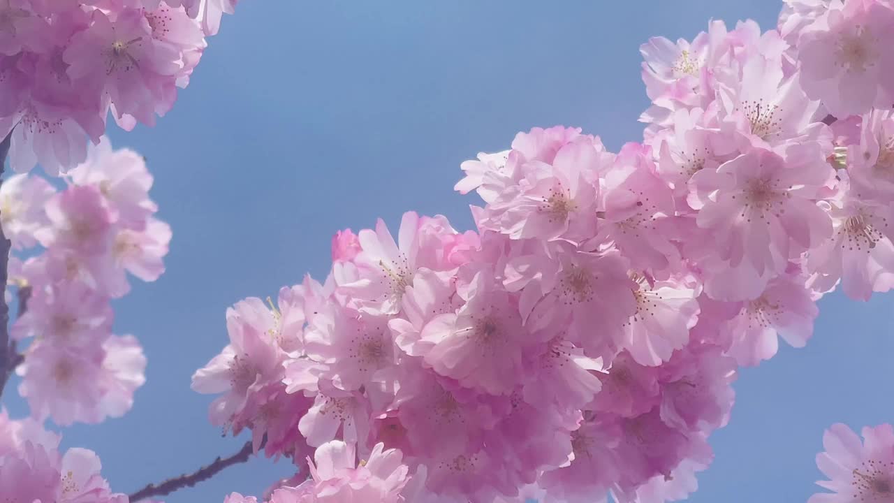 在英国一个阳光明媚的日子里，树上盛开着美丽的粉红色花朵，慢镜头视频下载