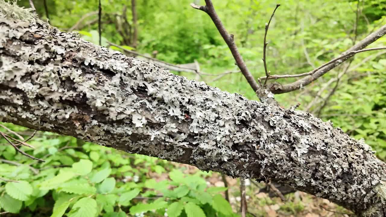 生长在林地落叶树枝上的地衣真菌视频素材