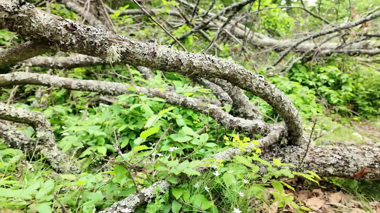 风暴破坏了被地衣真菌覆盖的倒下的树木，这些地衣真菌在森林灌木丛中腐烂视频素材