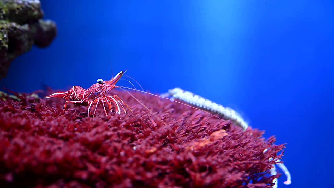 海葵水族馆里虾的特写。4k慢动作水下电影真实视频视频素材