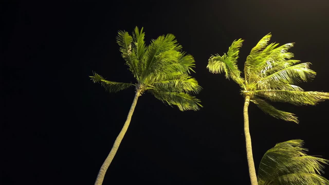 棕榈树在夜空中摇曳的夜景视频下载