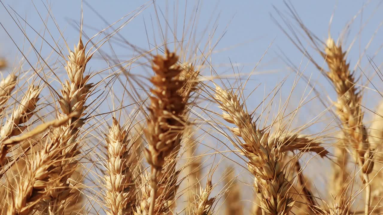 慢镜头小麦在风中摇曳视频素材