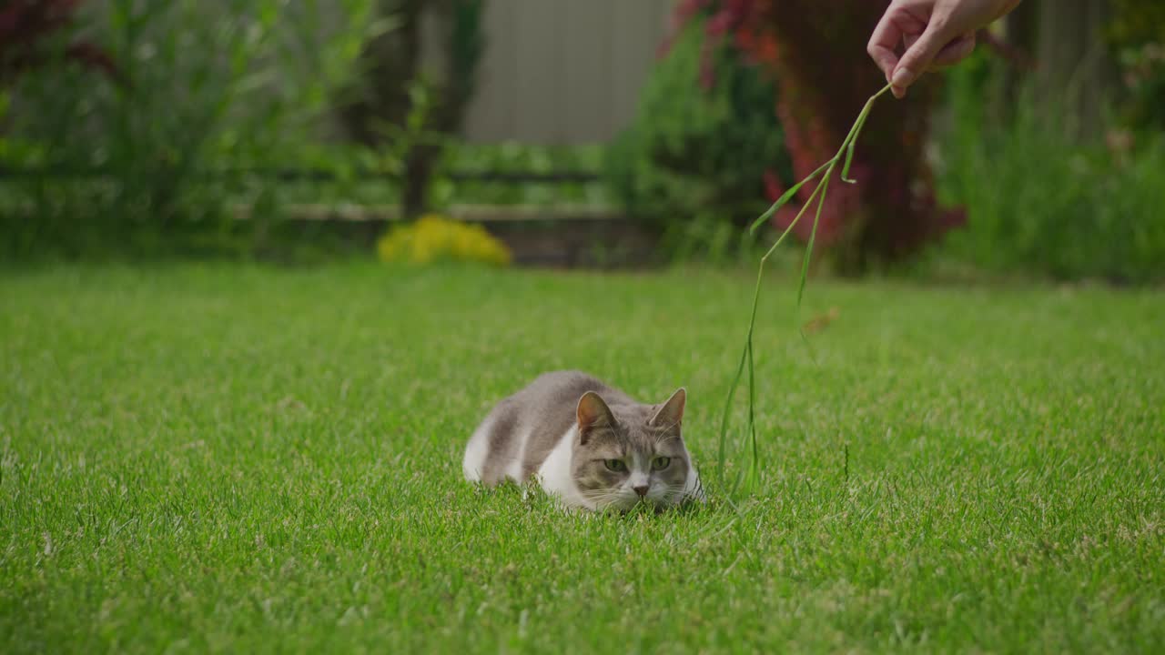 白虎斑家猫在花园里的绿草地上打猎视频素材