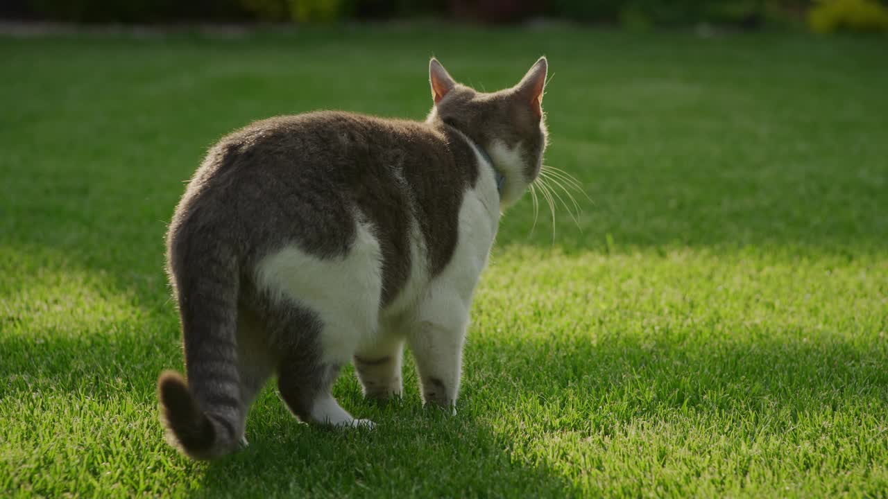 流浪猫在夕阳下的花园中爬行视频素材