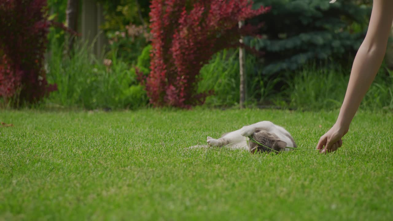 家白色虎斑短毛猫在后院绿油油的草坪上玩耍视频素材