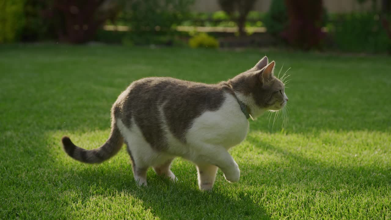 白虎斑家猫凝视着花园的绿草地视频素材