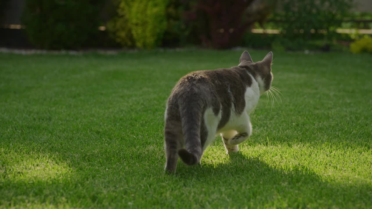 一只家猫在花园的绿草坪上爬行视频素材