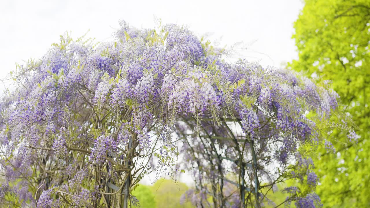 春暖花开，白天阳光明媚，紫藤树姹紫嫣红视频下载