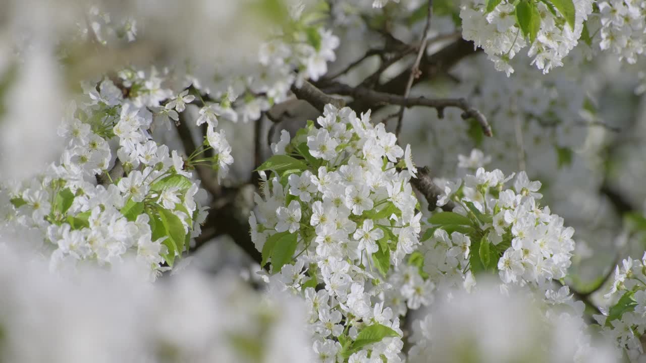 白色樱花的特写，花瓣娇嫩，绿叶清新，预示着春天的到来视频素材