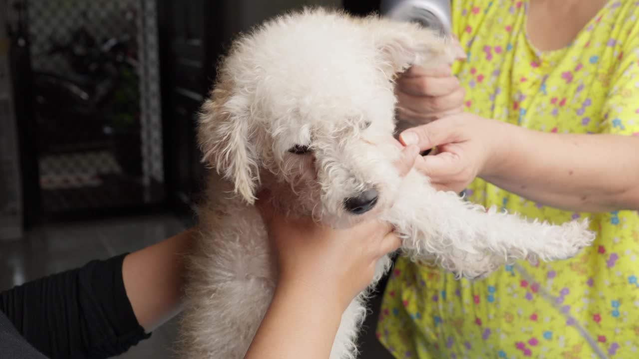 宠物主人洗澡后吹干玩具贵宾犬。宠物美容概念。特写镜头视频素材