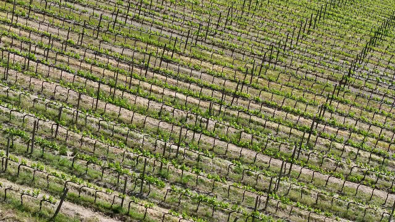 春天的基安蒂葡萄酒产区，意大利托斯卡纳视频素材