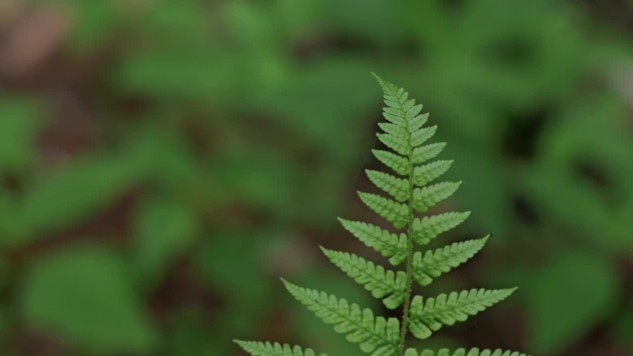 热带雨林中蕨类植物的特写镜头视频素材