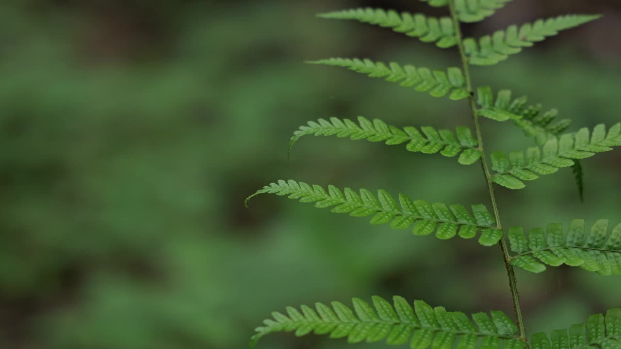 热带雨林中蕨类植物的特写镜头视频素材