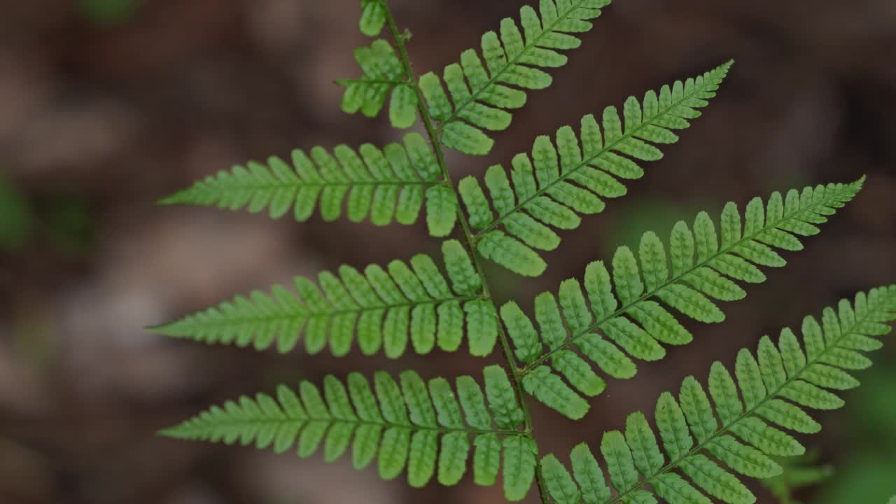 热带雨林中蕨类植物的特写镜头视频素材