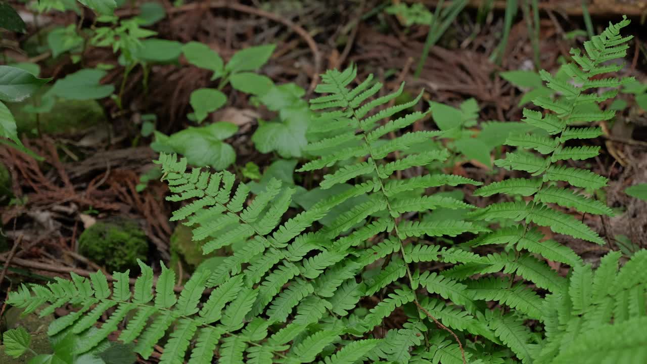 热带雨林中蕨类植物的特写镜头视频素材