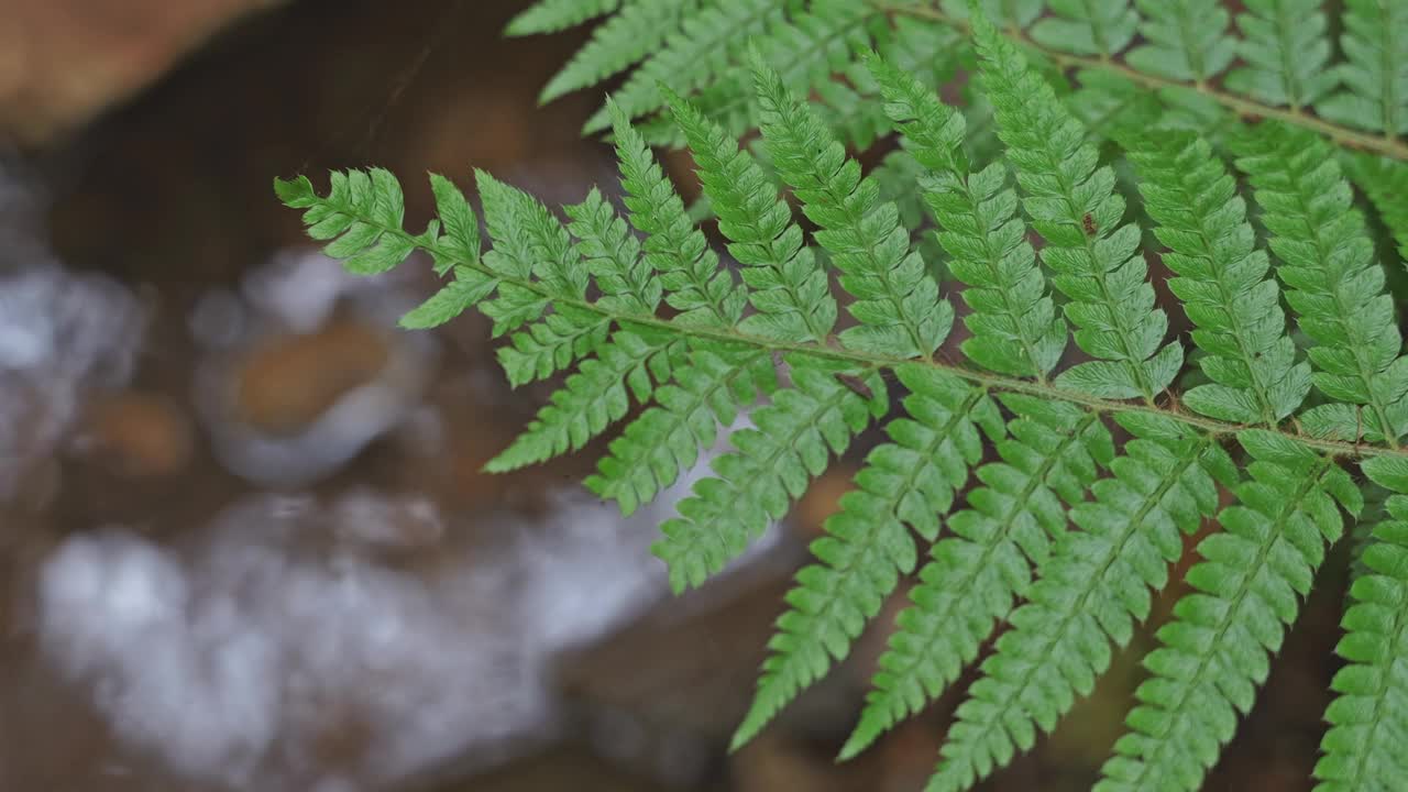 热带雨林中蕨类植物的特写镜头视频素材