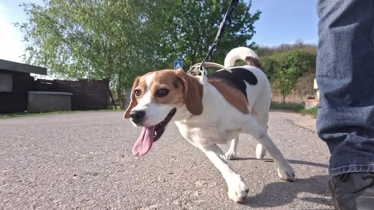 拴着皮带的小猎犬。猎狗在乡间散步。一只狗走过一个乡村农场。训练小猎犬服从的概念。视频素材