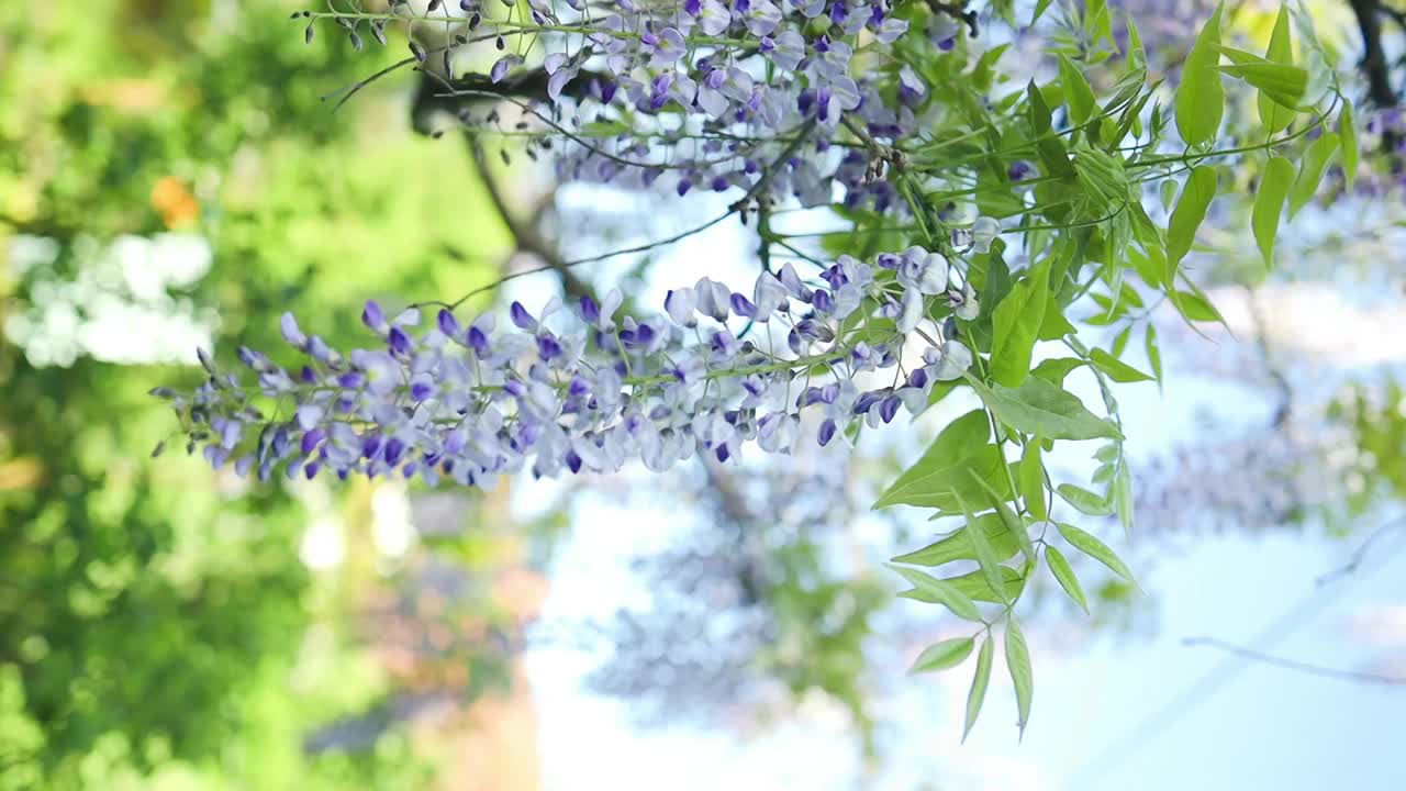 盛开的紫藤。美丽多产的树木，有经典的紫色花朵，悬挂在总状花序上。蓝紫藤是豌豆科和豆科的一种开花植物。视频素材