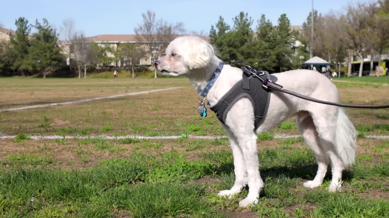 白色的小马尔济斯犬站在公园的绿地上视频素材