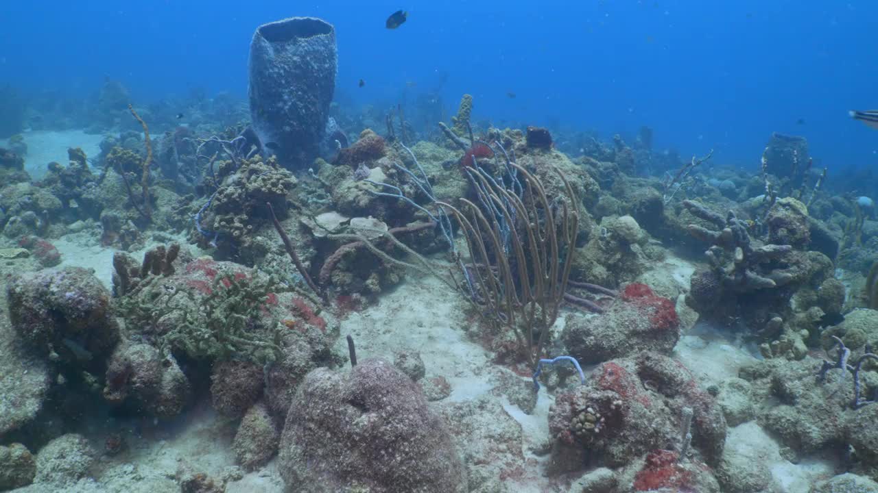 在巴巴多斯珊瑚礁上，与大型海绵和鞭状珊瑚一起在海底游泳视频下载