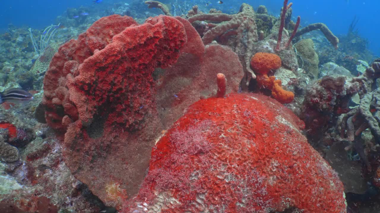 在巴巴多斯珊瑚礁的大型红色海绵上水下游泳视频下载