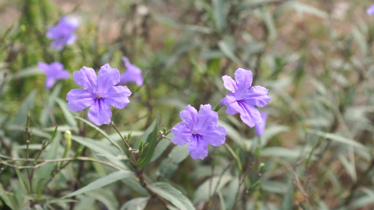 水仙花、水仙花、米尼根、铁根、小白根、爆豆荚、Cracker plant、traino、Toi ting ACANTHACEAE、Britton 's Wild、墨西哥风铃花、矮牵牛紫罗兰花，在自然背景下在花园里盛开视频素材