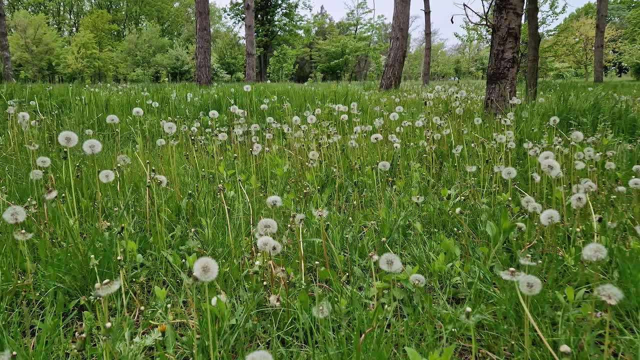 蒲公英球在草地上的新鲜的绿草。自然的春天背景视频素材