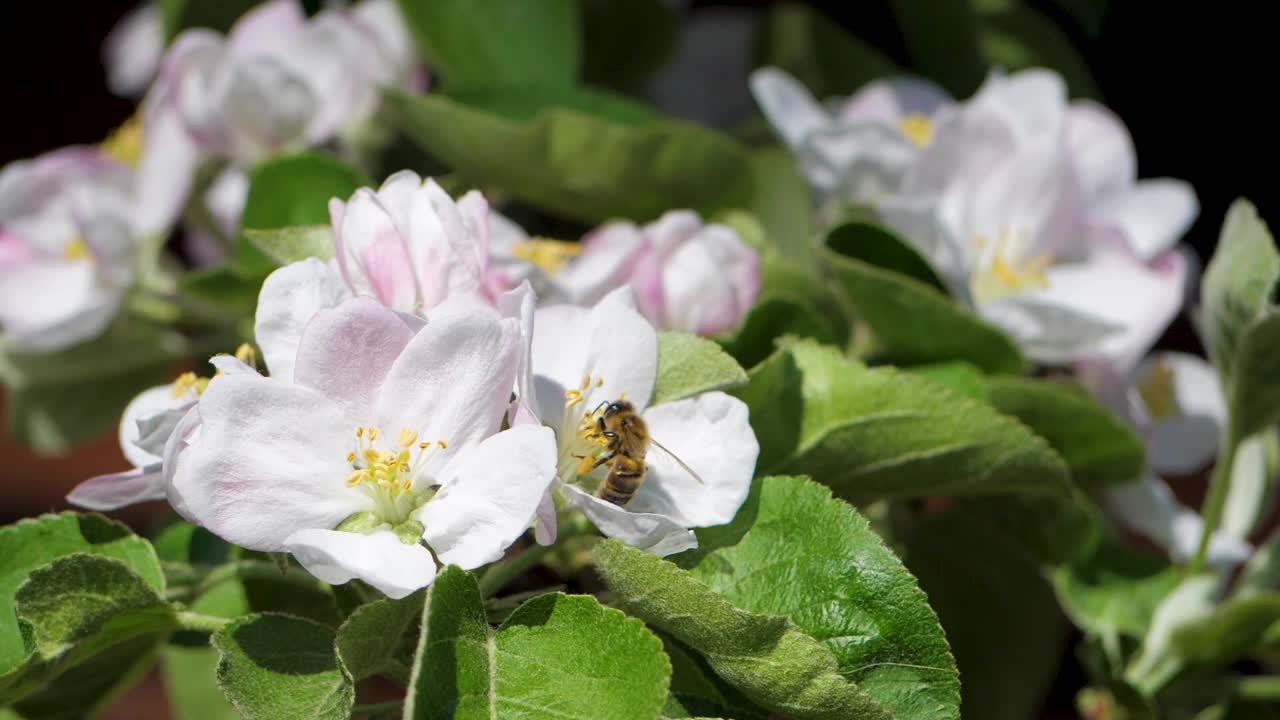 在绿叶的映衬下，蜜蜂在苹果树的花朵上采集花蜜视频素材